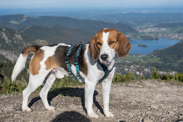 Beagle auf dem J&auml;gerkamp