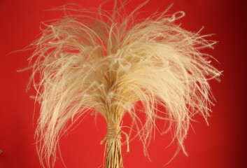 Image of feather fluffy plant.Feather grass