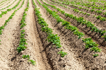 Fototapeta na wymiar potatoes are grown on an agricultural field