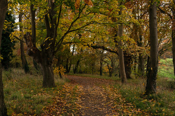 Naklejka premium Path in autumn forest