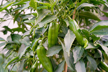 Organic green pepper 