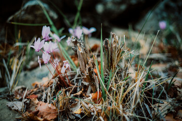 close up of flowers