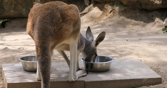 Kangaroo at Taronga zoo island in Sydney daytime handheld