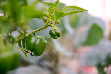 Organic green pepper, chili
 