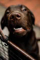 A close up on labrador dog's muzzle, he is in a cage and covered in rain, looking isolated