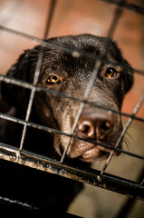 A close up on labrador dog's muzzle, he is in a cage and covered in rain, looking isolated