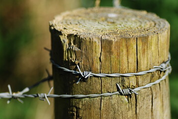 Obraz na płótnie Canvas Close up on on old and wore down wooden post with barbed wire