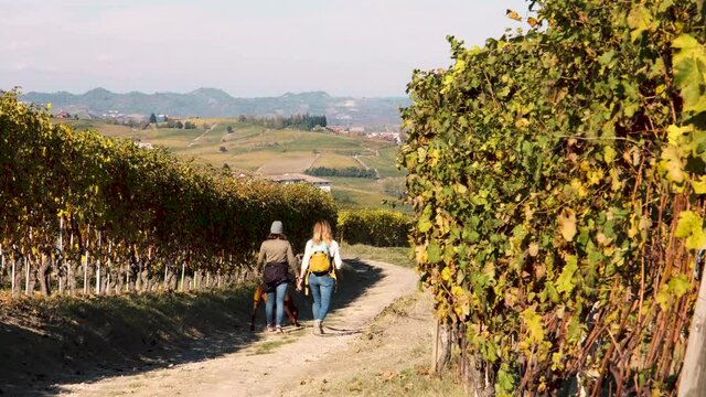 Women walking with a dog among Barolo vineyards width beautiful autumn colors in Langhe and Roero, Piedmont, Italy