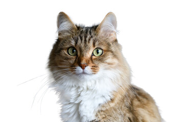 Front view of a Siberian Forest cat sitting, looking at the camera, isolated on white