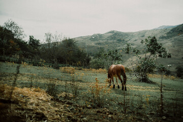 Naklejka premium horses in the mountains