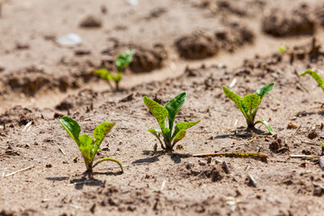 beets in the agricultural field