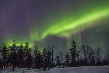 aurora boreal con forma de hongo - obrazy, fototapety, plakaty