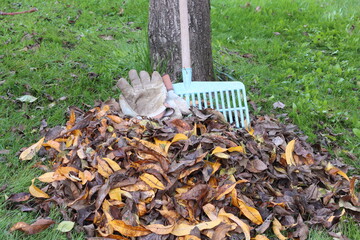 picking fallen leaves with rake
