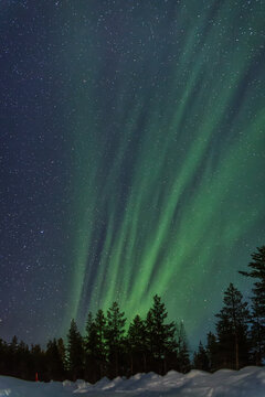 aurora boreal en vertical surgiendo tras el bosque