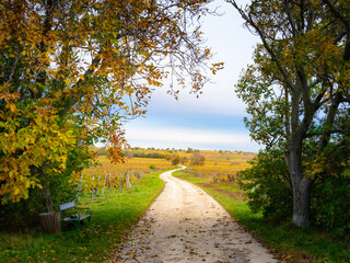 Autumn vineyard with street at Burgenland Austria