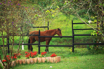 Naklejka premium animales y aves del campo