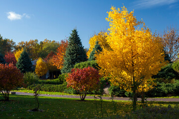 Naklejka premium Beautiful autumn landscape with yellow trees and sun. Colorful foliage in the park. Falling leaves natural background