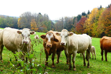 Rinderherde auf der Weide