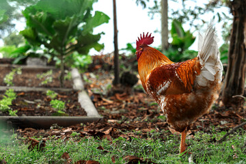 animales y aves del campo