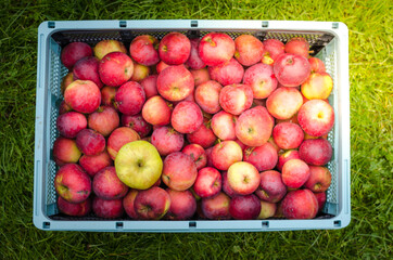 The photo shows collection of fresh apples.