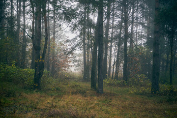 jesienny las ,las, mgła  © Marcin Łazarczyk