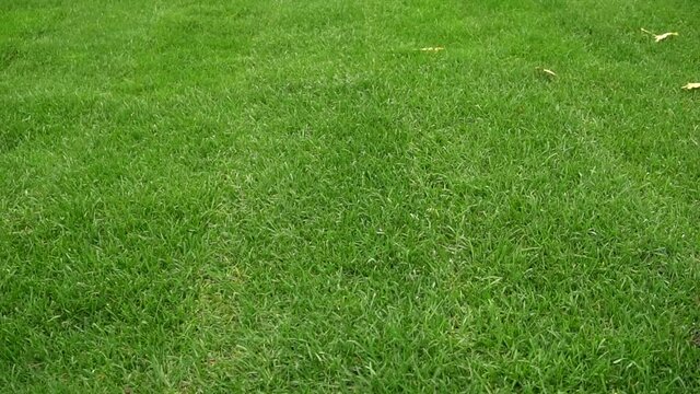 Camera fly over a beautiful green fresh lawn. Freshly mown young grass lawn.