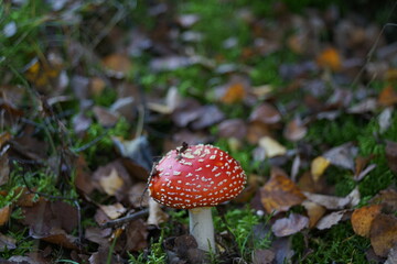 Amanita muscaria Fliegenpilz im Wald mit Blättern und Umfeld der Natur