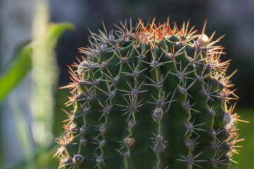 Large cactus close up. Beautiful background of thorns.