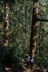 筑波山の登山道、樹林帯、杉の木