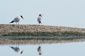 Black-headed gulls on the seashore made of shells. Beautiful seascape with birds.