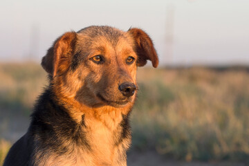 Faithful dog looks at the sunset. Portrait of a stray dog close-up.