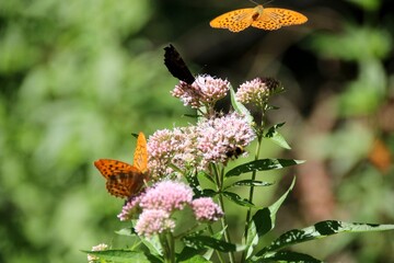 butterfly on flower