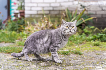 Tabby Domestic Cat against the Background of the White Brick Wall