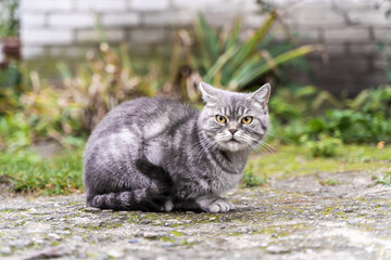 Tabby Domestic Cat against the Background of the White Brick Wall