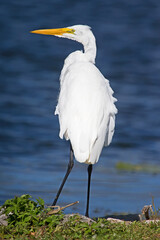 Great Egret