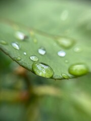 water drops on green leaf