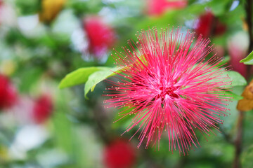 Albizia julibrissin, the Persian silk tree or pink silk tree, is a species of tree in the family Fabaceae, native to southwestern and eastern Asia