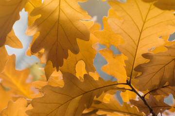 Background from yellow oak leaves. Wallpaper from autumn leaves. Selective focus.