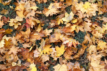 yellow leaves on the ground