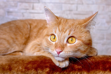 Portrait of a red cat's face. Big smart eyes and a pink nose.