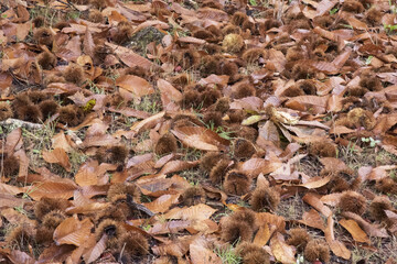 Autumn is the time of the chestnut harvest, the bags with the fruit inside fall to the ground and open