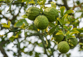 Close-up of green fruits of Citrus trifoliata or Japanese Bitter Orange(Poncirus trifoliata) with prickly branches in public city park Krasnodar or 'Galitsky park'.