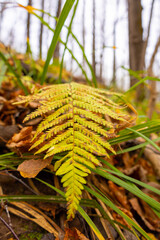 autumn leaves in the forest