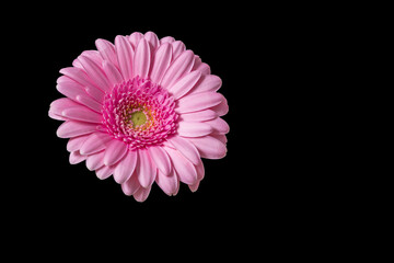 Pink Gerbera on a black background. Flower without stem - photographed flat lay