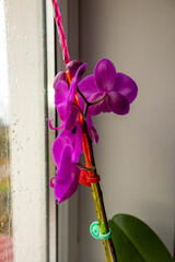 orchid on a wooden background