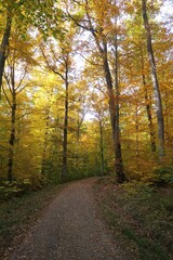 Herbststimmung im Schurwald bei Fellbach