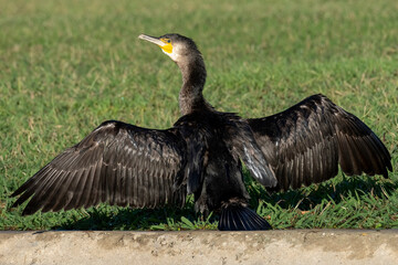 Great Cormorant Phalacrocorax carbo Costa Ballena Cadiz