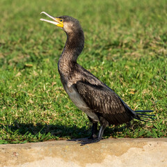 Great Cormorant Phalacrocorax carbo Costa Ballena Cadiz