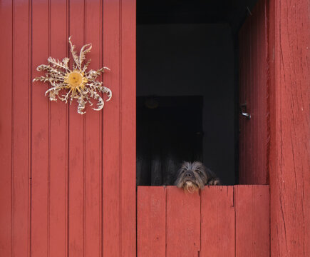 Perro y flor
