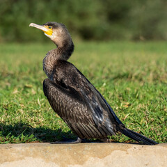 Great Cormorant Phalacrocorax carbo Costa Ballena Cadiz